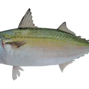 Ikan kembung